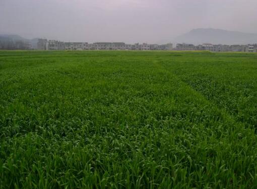 牧原草業(yè)-箭舌豌豆