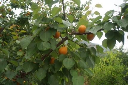 牧原草業(yè)-山杏