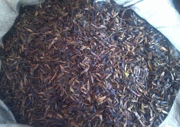 牧原草業(yè)-板藍根籽