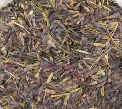 牧原草業(yè)-板藍(lán)根籽