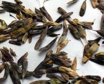 牧原草業(yè)-板藍根籽