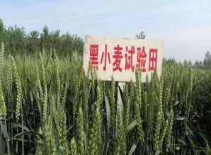 牧原草業(yè)-小黑麥