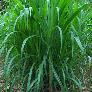 牧原草業(yè)-冬牧70