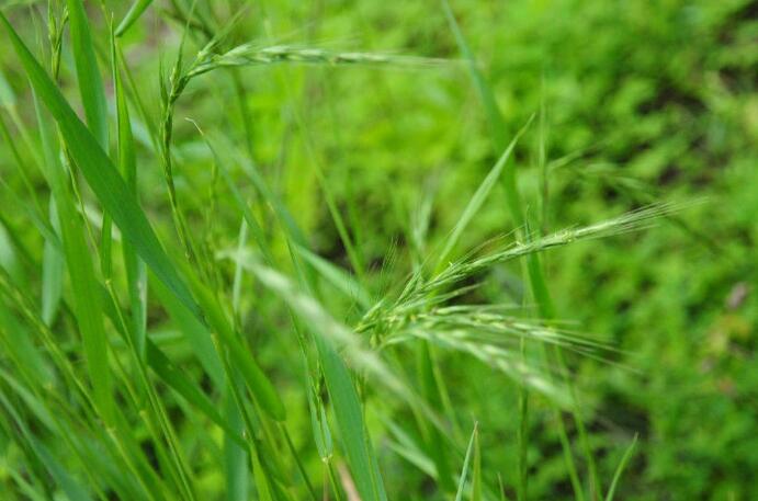 牧原草業(yè)-披堿草