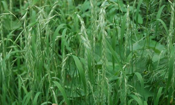 牧原草業(yè)-披堿草