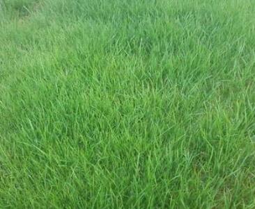  牧原草業(yè)-中華羊茅